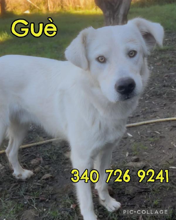 Sono una taglia MEDIO GRANDE mi adotti lo stesso? ❤ GUÈ  Foto 6